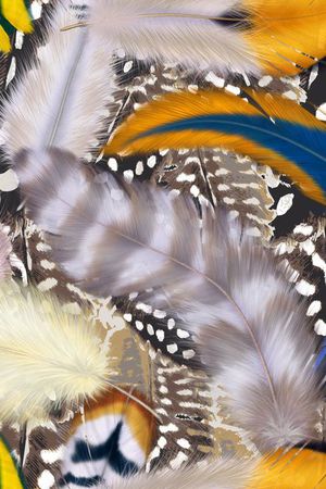 羽毛印花华亿平台图片