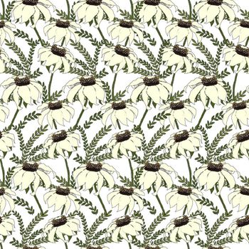 706175-白榄菊野草白