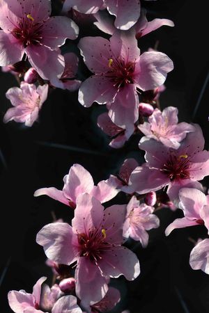 桃花印花华亿平台图片