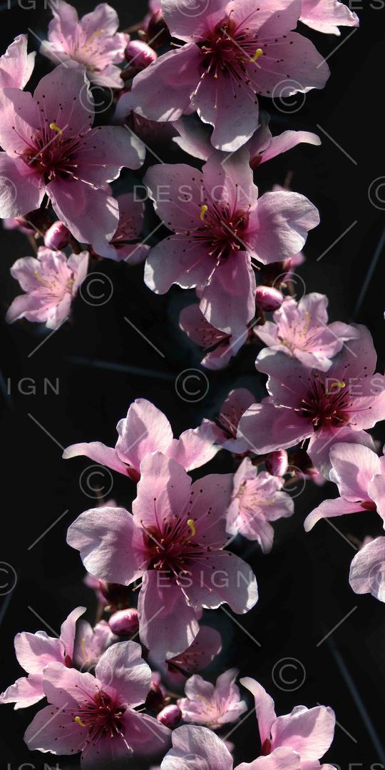 桃花印花华亿平台图片