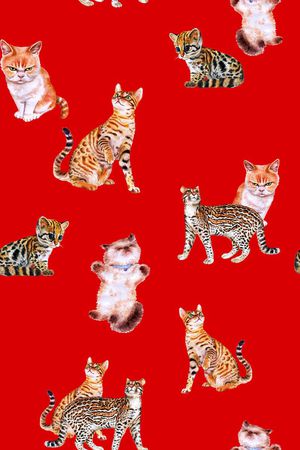 猫印花华亿平台图片