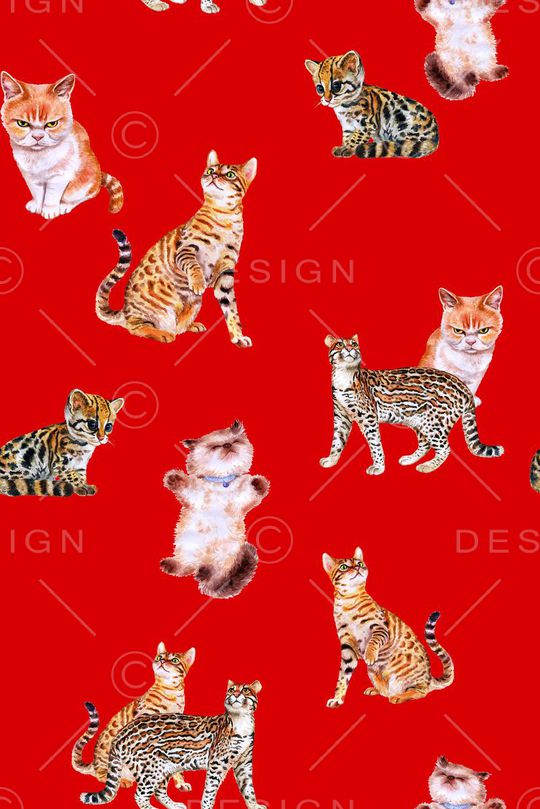 猫印花华亿平台图片