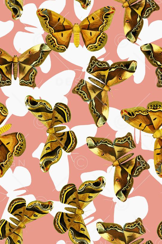 昆虫印花华亿平台图片