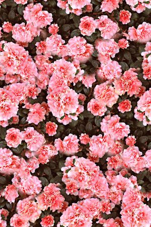 抽象手绘女装裙子花卉印花印花华亿平台图片