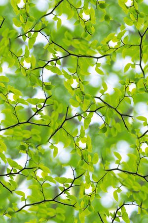 满版花印花华亿平台图片