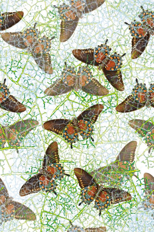 昆虫印花华亿平台图片