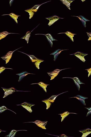 707363-2016-9-17鸟头1