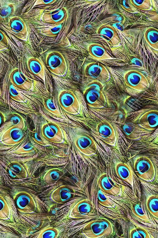 炫彩羽毛印花华亿平台图片