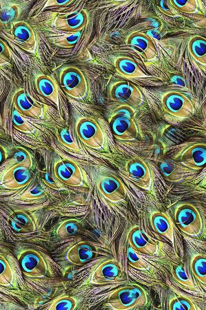 炫彩羽毛印花华亿平台图片