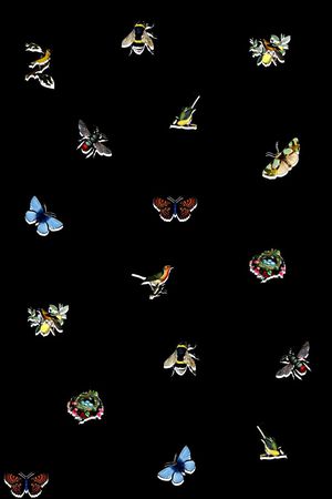 蝴蝶印花华亿平台图片