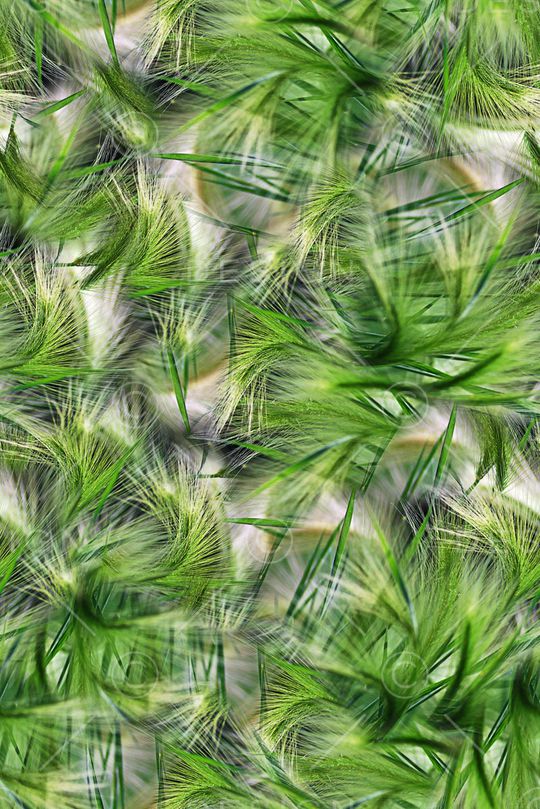 抽象植物草丛朦胧纹理印花印花华亿平台图片