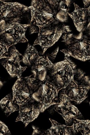 动物印花华亿平台图片