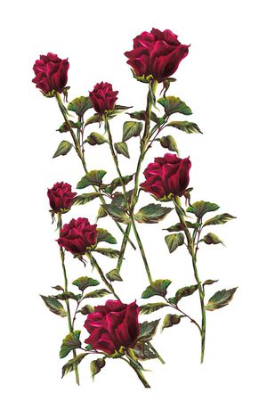 D&G独幅手绘玫瑰花枝印花华亿平台图片