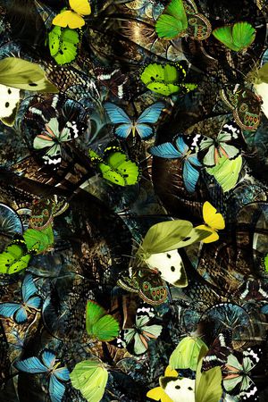 昆虫印花华亿平台图片