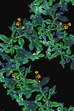 乱花印花华亿平台图片