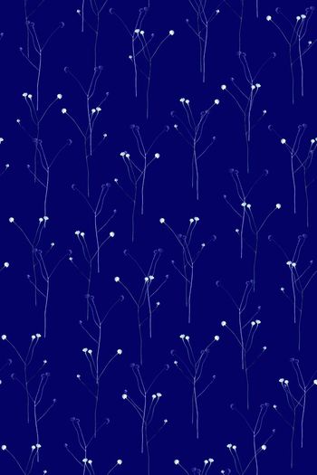 710263-纤细树枝蓝