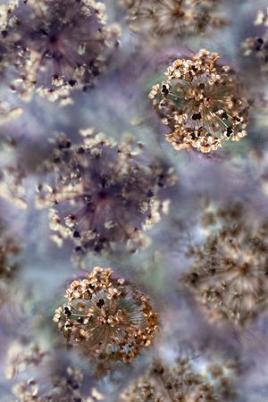 蒲公英印花华亿平台图片