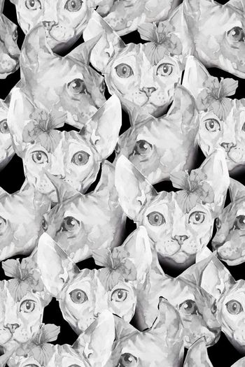 710918-戴花的猫黄白