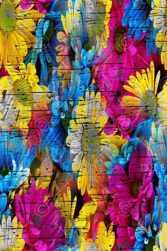 菊花印花华亿平台图片