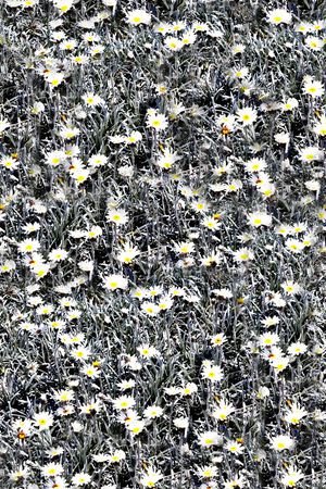 抽象手绘植物小碎花花卉数码印花印花华亿平台图片