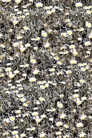 抽象手绘植物小碎花花卉数码印花印花华亿平台图片