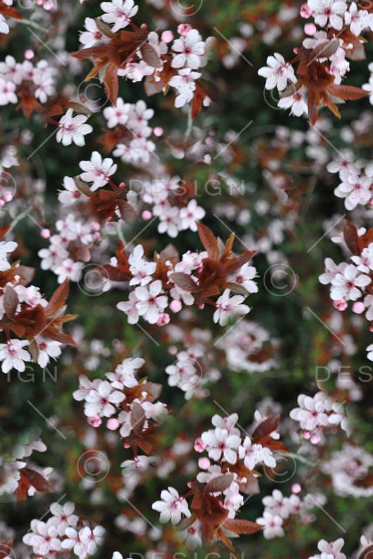 抽象3D植物花卉小碎花数码印花印花华亿平台图片