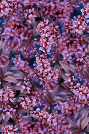 抽象3D植物花卉小碎花数码印花印花华亿平台图片