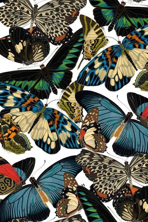 蝴蝶纹印花华亿平台图片