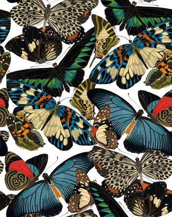 蝴蝶纹印花华亿平台图片