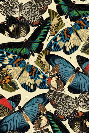 蝴蝶纹印花华亿平台图片