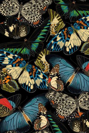 蝴蝶纹印花华亿平台图片