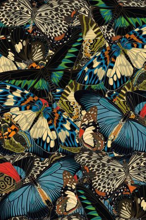 蝴蝶纹印花华亿平台图片