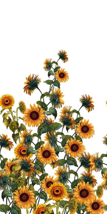 DG杜嘉邦纳风格印花华亿平台图片