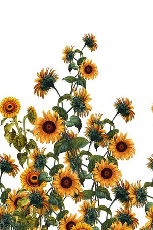 DG杜嘉邦纳风格印花华亿平台图片