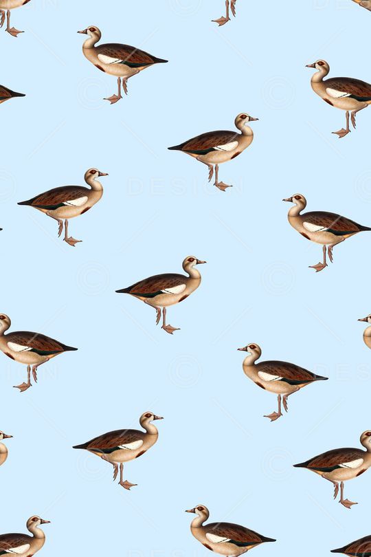 鸟印花华亿平台图片