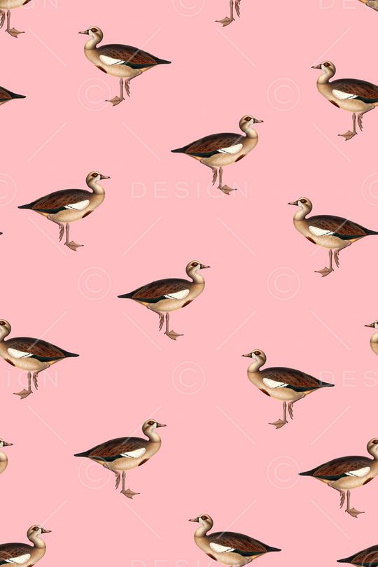 鸟印花华亿平台图片