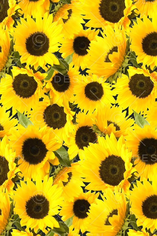 大花印花华亿平台图片