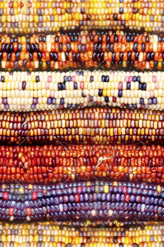 玉米印花华亿平台图片