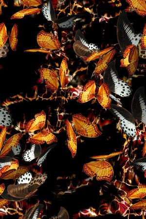 蝴蝶印花华亿平台图片