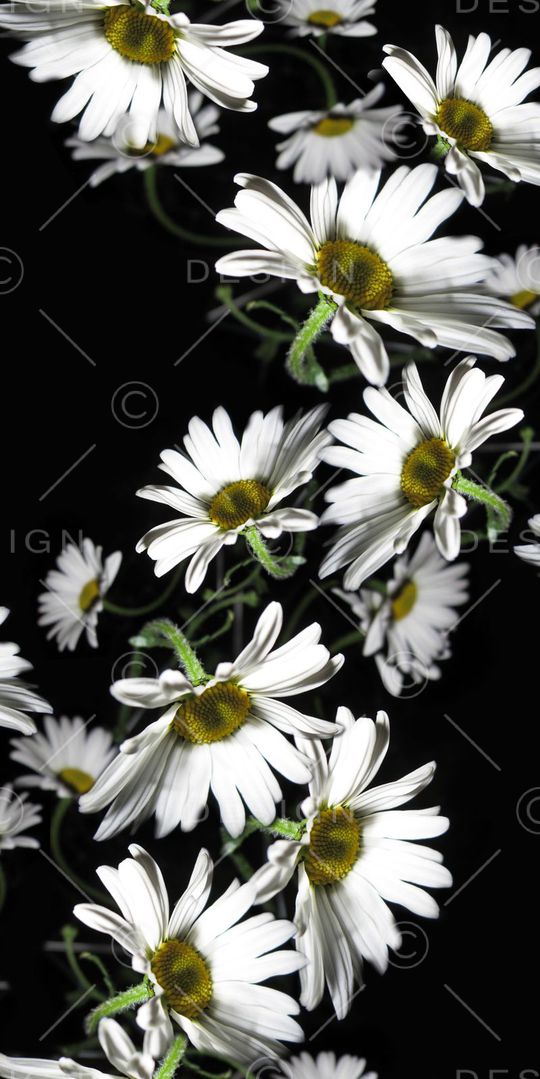 菊花印花华亿平台图片