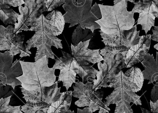 叶子印花华亿平台图片