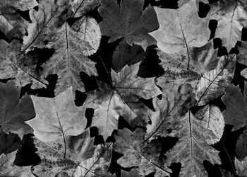 叶子印花华亿平台图片