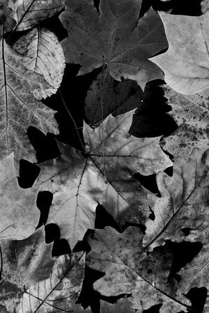 叶子印花华亿平台图片