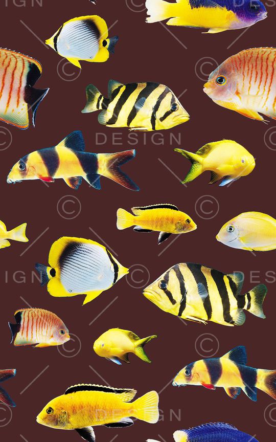 海洋生物印花华亿平台图片