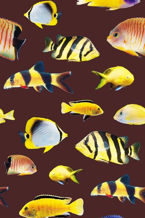 海洋生物印花华亿平台图片