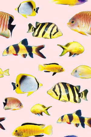 海洋生物印花华亿平台图片