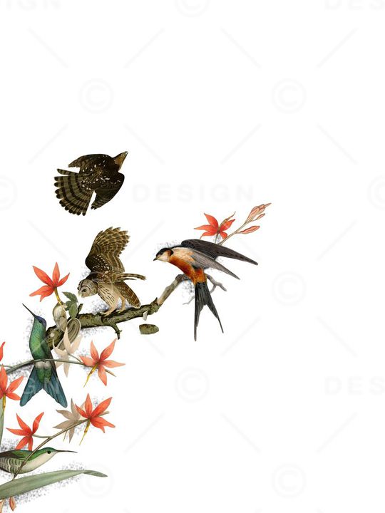 工笔画鸟集印花华亿平台图片