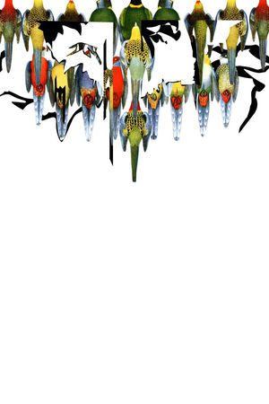 手绘鸟集印花华亿平台图片