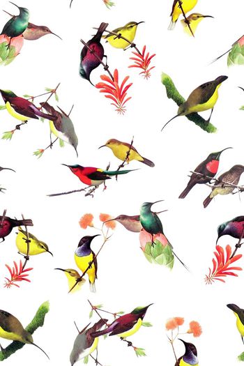 718583-2016-10-6植物花鸟1