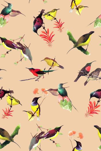 718584-2016-10-6植物花鸟2